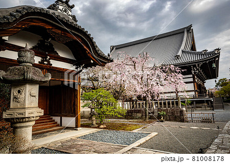 妙顕寺の春、桜が満開の方丈前の壺庭と本堂の佇まい 81008178