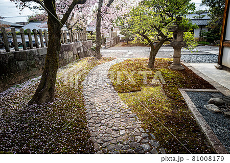 妙顕寺の春、満開の桜が散る方丈前の壺庭と苔むした石畳の小道 81008179