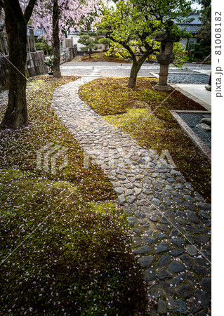 妙顕寺の春、満開の桜が散る方丈前の壺庭と苔むした石畳の小道 81008182