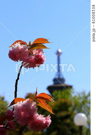 命の塔を臨む八重桜 命の塔を臨む八重桜 81008538