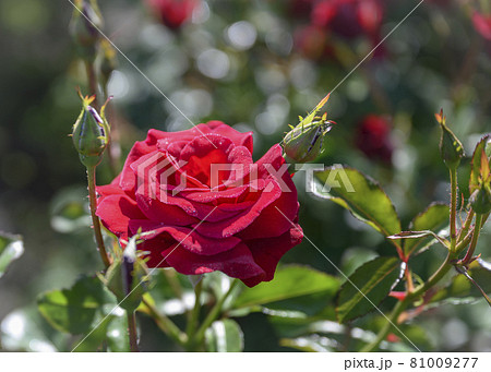 Scarlet rose flower among unopened bud 81009277