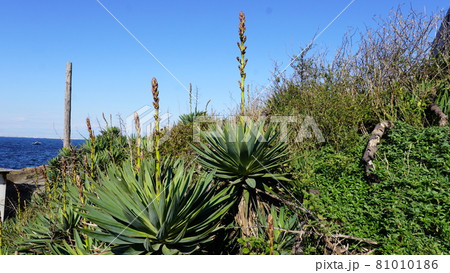 秋の東京湾の第二海堡 81010186