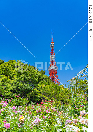 東京の都市風景 港区芝公園周辺の風景 81010571
