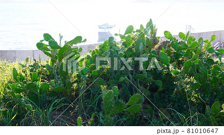 秋の東京湾の第二海堡 81010647