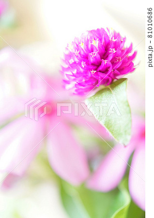 きらきら輝く切り花にした桃色の千日紅の写真素材