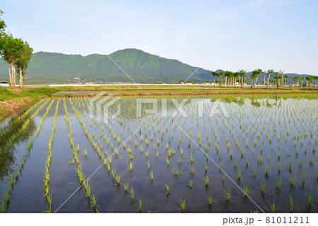 夏井のはさ木と角田山（新潟県） 81011211