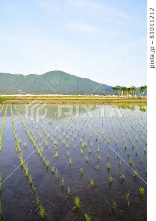 夏井のはさ木と角田山（新潟県） 81011212