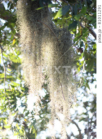 Spanish moss -Tillandsia usneoides- hanging from tree branch with bright sunlight Spanish moss -Tillandsia usneoides- hanging from tree branch with bright sunlight 81011291