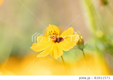 黄色前ボケに茶色背後ボケの一輪のキバナコスモス 黄色前ボケに茶色背後ボケの一輪のキバナコスモス 81011571