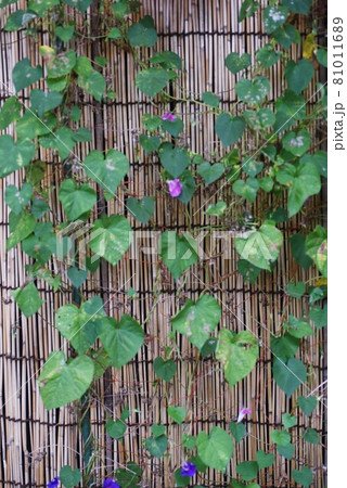 アサガオ 81011689