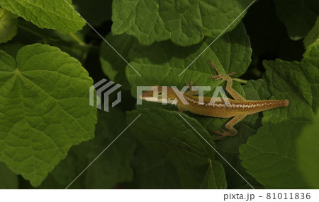 Green Anole Lizard Anolis carolinensis With Broken Tail and Scars on Back 81011836
