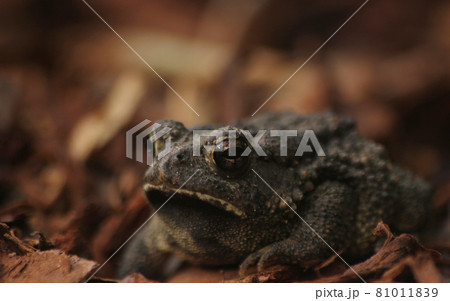 Texas Toad Anaxyrus speciosus in Garden in East Texas Texas Toad Anaxyrus speciosus in Garden in East Texas 81011839