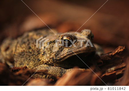 Texas Toad Anaxyrus speciosus in Garden in East Texas 81011842