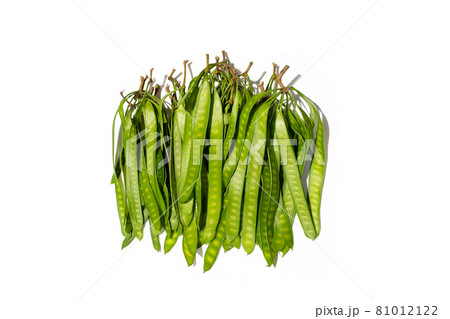 Young fruit of Leucaena leucocepphala on white background. 81012122