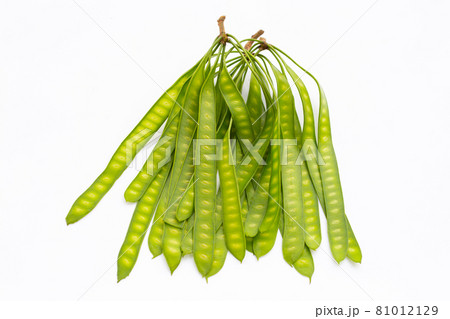 Young fruit of Leucaena leucocepphala on white background. 81012129