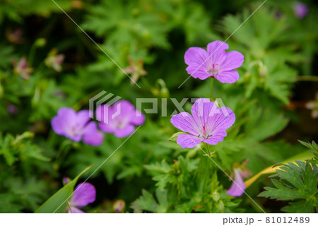 谷川岳に咲くハクサンフウロ 81012489
