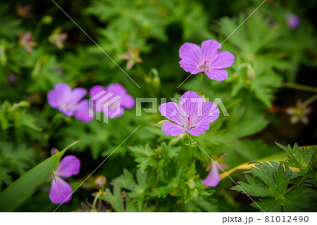 谷川岳に咲く高山植物「ハクサンフウロ」 81012490