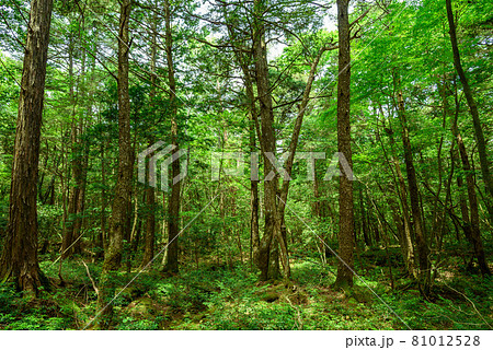 深い森の中・青木ヶ原樹海 深い森の中・青木ヶ原樹海 81012528
