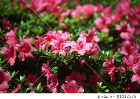 サツキツツジ  咲き揃った赤い花 81012578