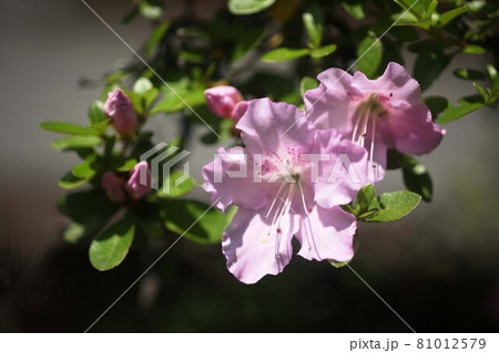 サツキツツジ  薄紫色の花 81012579