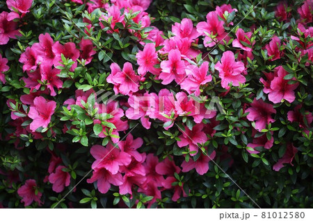 サツキツツジ  咲き揃った紅い花 81012580