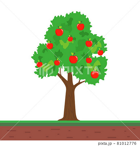 small tree with apple fruits. fruitful apple tree in the garden. 81012776