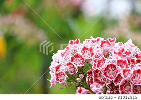 カルミアのアップ 武蔵小杉駅周辺にて カルミアのアップ 武蔵小杉駅周辺にて 81012815