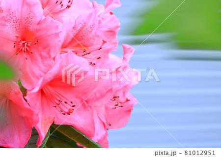 シャクナゲのアップ　武蔵小杉駅周辺にて 81012951