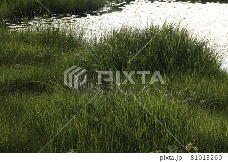 風景・尾瀬ヶ原の湿原 81013260