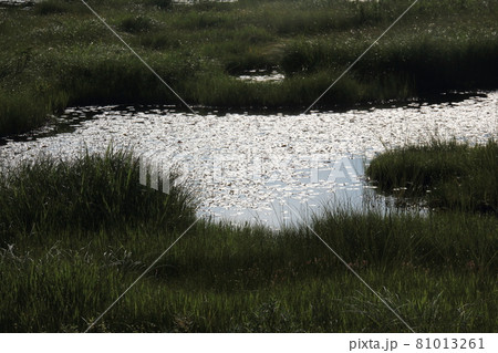 風景・尾瀬ヶ原の湿原 81013261