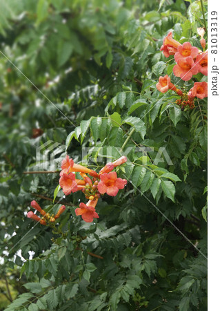 オレンジ色のアメリカノウゼンカズラの花 81013319