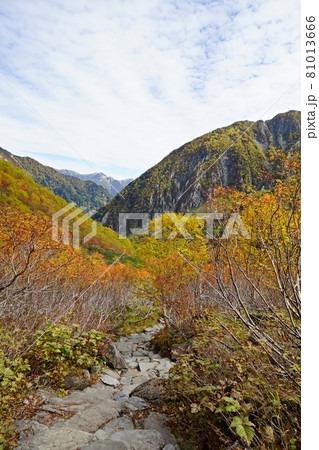 紅葉ピークの涸沢 Sガレ付近の登山道と屏風岩 紅葉ピークの涸沢 Sガレ付近の登山道と屏風岩 81013666