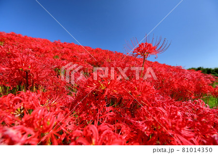 埼玉県比企郡川島町下伊草　越辺川土手の曼珠沙華（彼岸花）群生 81014350