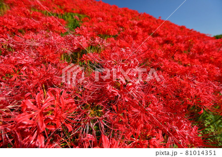 埼玉県比企郡川島町下伊草 越辺川土手の曼珠沙華(彼岸花)群生 埼玉県比企郡川島町下伊草 越辺川土手の曼珠沙華(彼岸花)群生 81014351