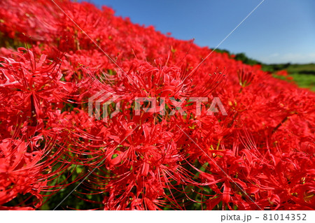 埼玉県比企郡川島町下伊草　越辺川土手の曼珠沙華（彼岸花）群生 81014352