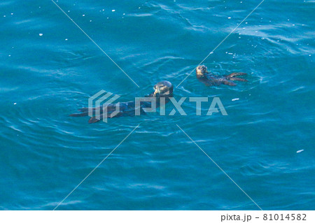 北海道厚岸 霧達布岬に住む野生のラッコの親子 北海道厚岸 霧達布岬に住む野生のラッコの親子 81014582