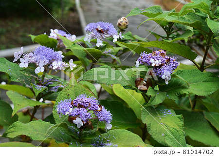 玉アジサイ 81014702