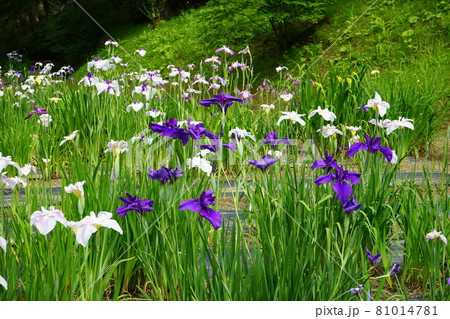 毛越寺のあやめ祭り 81014781