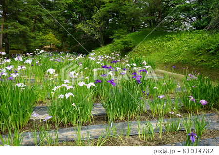 毛越寺のあやめ祭り 81014782