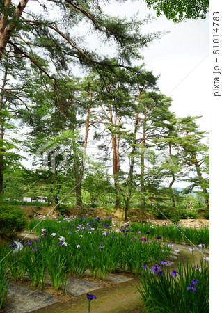 毛越寺のあやめ祭り 81014783