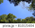 緑の木々の中から青空を見上げる 81015404
