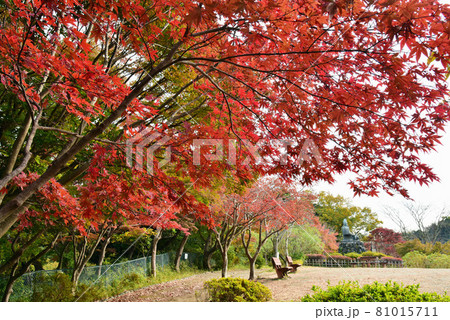 紅葉 81015711