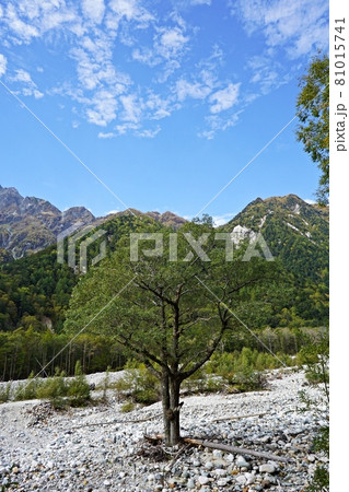 横尾付近の登山道 横尾谷の河原と穂高連峰 横尾付近の登山道 横尾谷の河原と穂高連峰 81015741