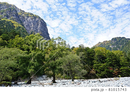 横尾付近の登山道から見た横尾谷の河原と屏風岩 81015743