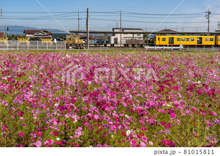 三重県東員町のコスモス畑と東員駅の黄色い電車 81015811
