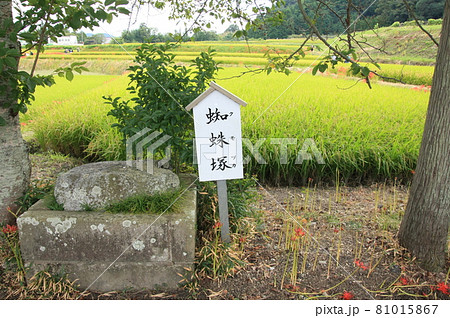 奈良県御所市　彼岸花で有名な葛城一言主神社 81015867