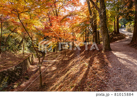 三重県四日市市　秋の宮妻峡の水沢もみじ谷の紅葉を楽しんで散策する人々 81015884