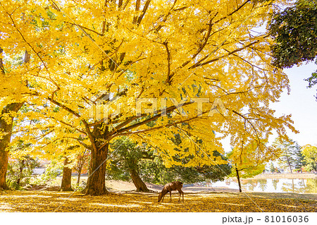 奈良県奈良市　東大寺大仏池横の黄葉が美しい秋のイチョウと鹿 81016036