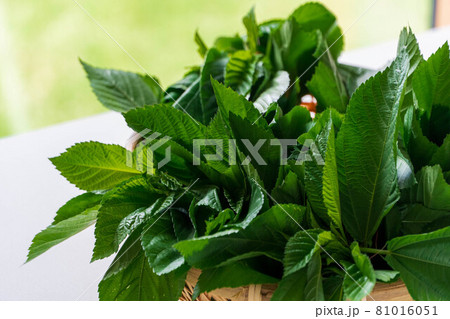 家庭菜園で収穫した夏野菜　モロヘイヤ 81016051