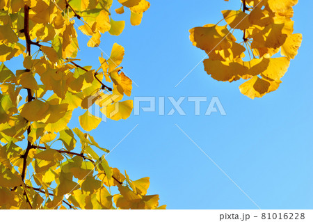 大池公園の黄色く色ずいたイチョウの巨木 大池公園の黄色く色ずいたイチョウの巨木 81016228